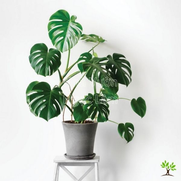 Large, distinctive split leaves of a Split-Leaf Philodendron (Monstera), an air-purifying plant