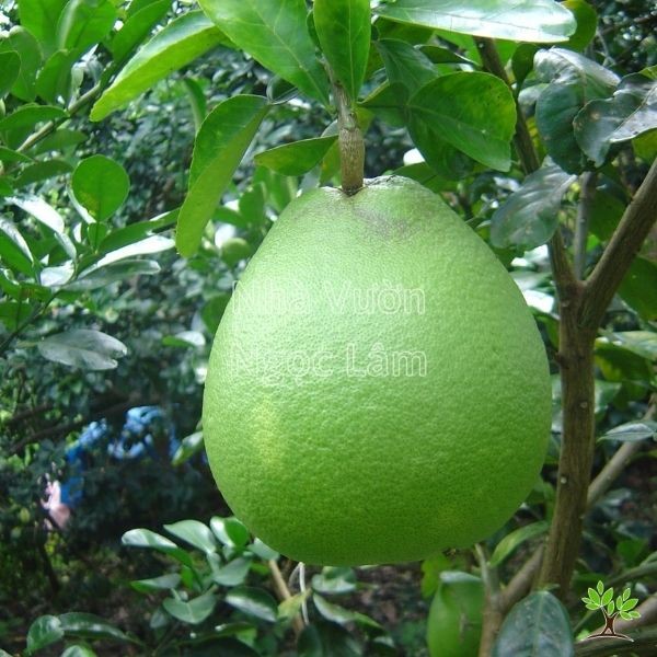 Large green pomelo fruit hanging from a branch
