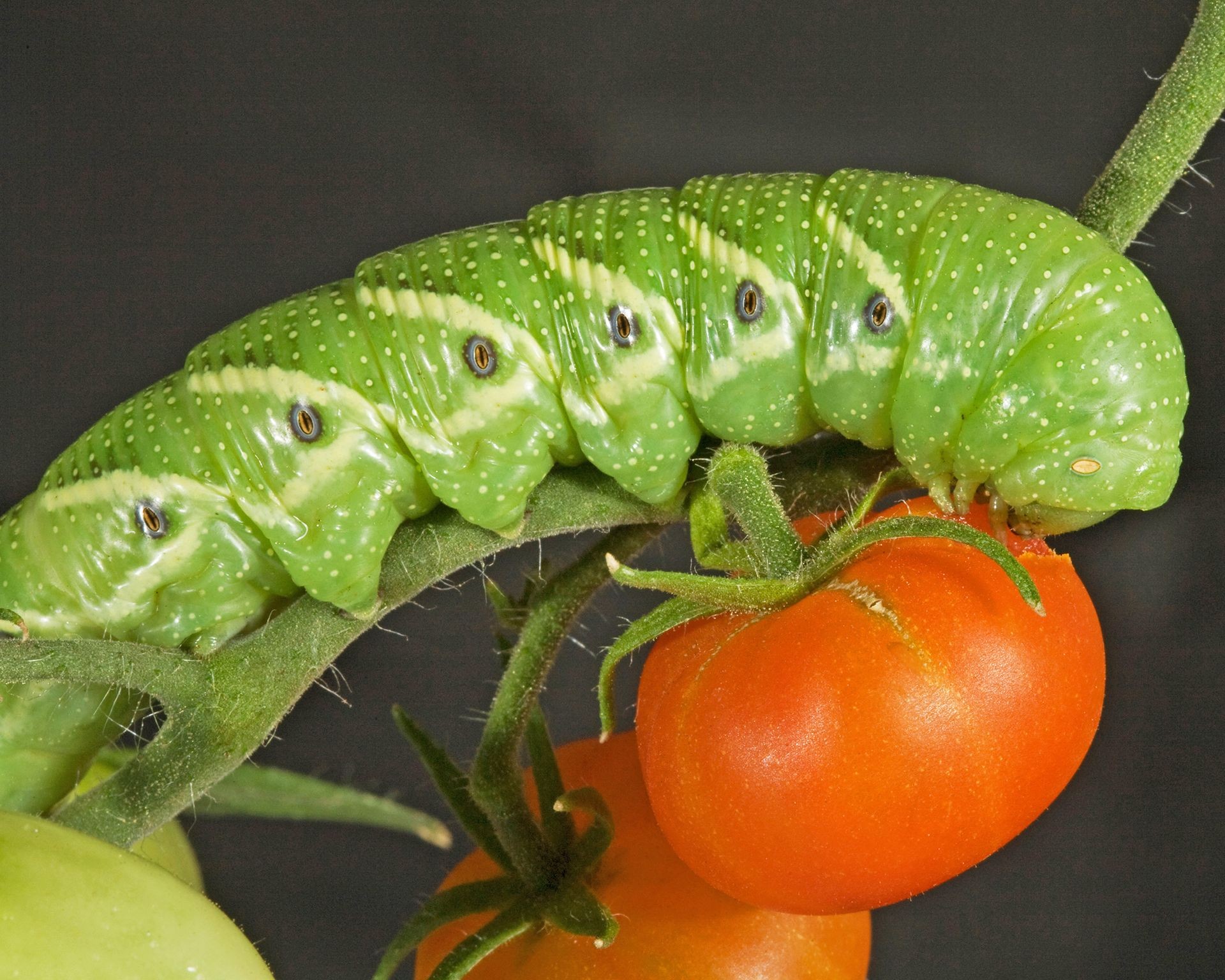 Large green tomato hornworm caterpillar feeding on a tomato plant leaf