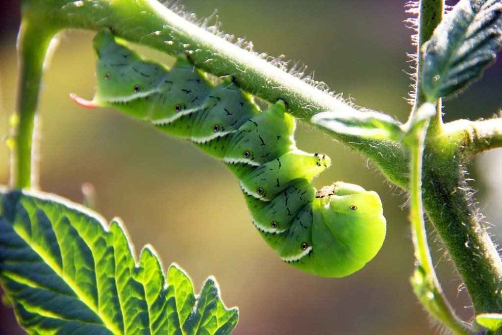 Large green tomato hornworm caterpillar feeding on a tomato plant stem