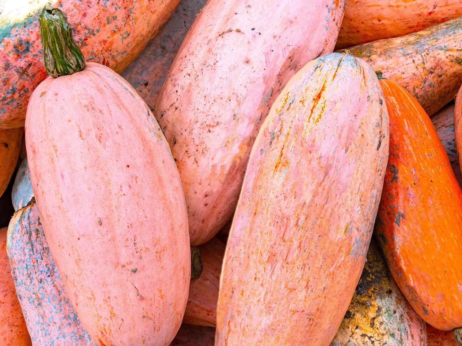 Large harvested Pink Banana winter squash with pale pink skin