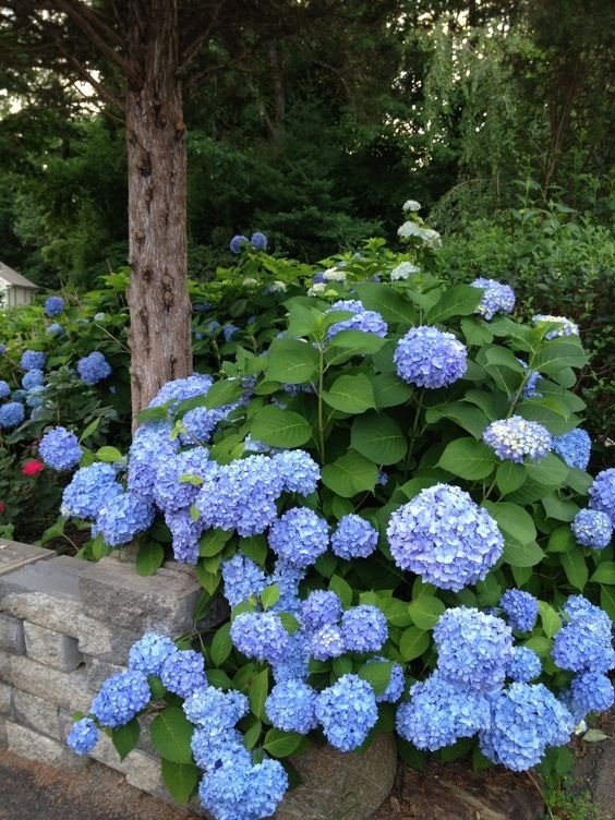 Large, mophead pink hydrangea blooms filling a garden bed with soft color.