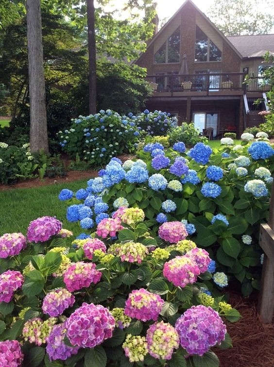 Large pink and purple hydrangea flower head blooming in a garden