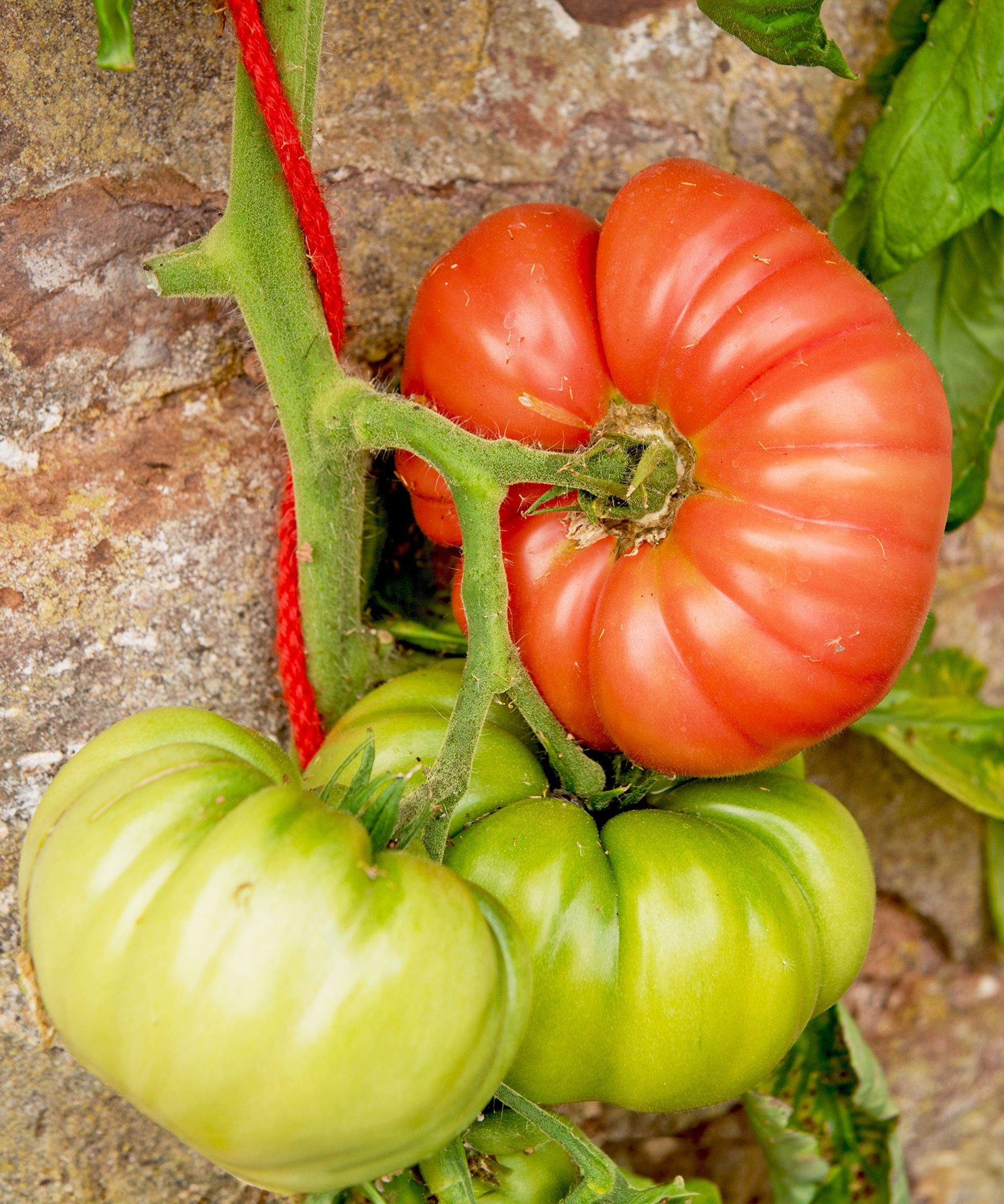 Large, pink Mortgage Lifter heirloom tomatoes growing on the vine, prized for flavor