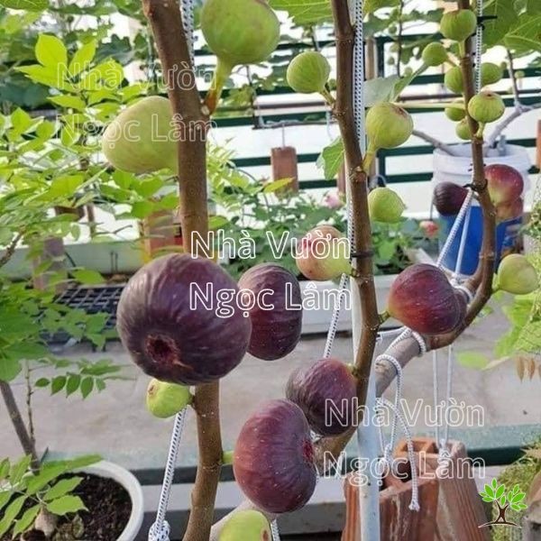 Large purple American fig fruit growing on a branch