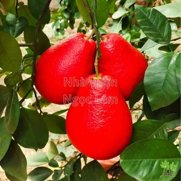 Large, round Thai Red Pomelo fruit with reddish skin