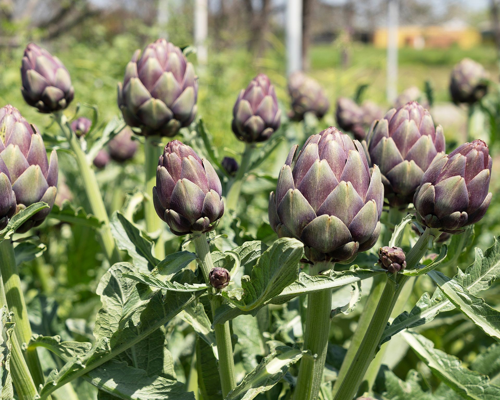 Large, spiky globe artichoke plants growing in a sunny field