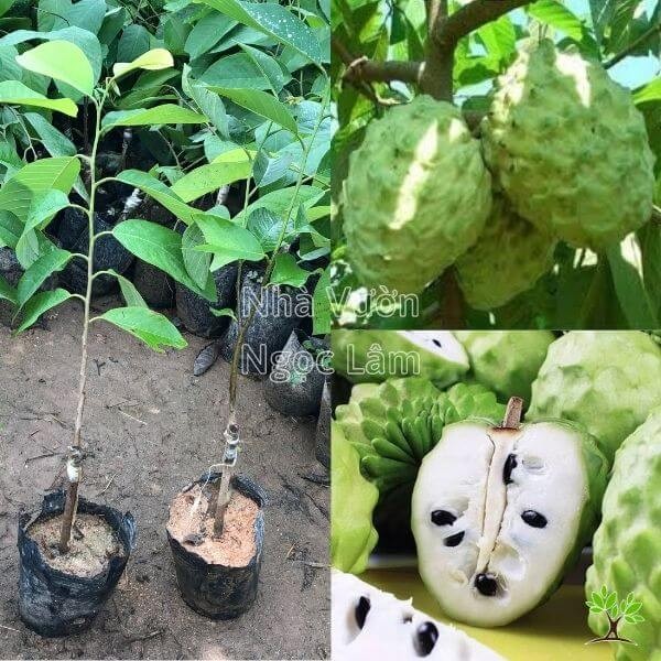 Large Taiwanese Pineapple Custard Apple fruit hanging from a branch, showing its segmented skin.