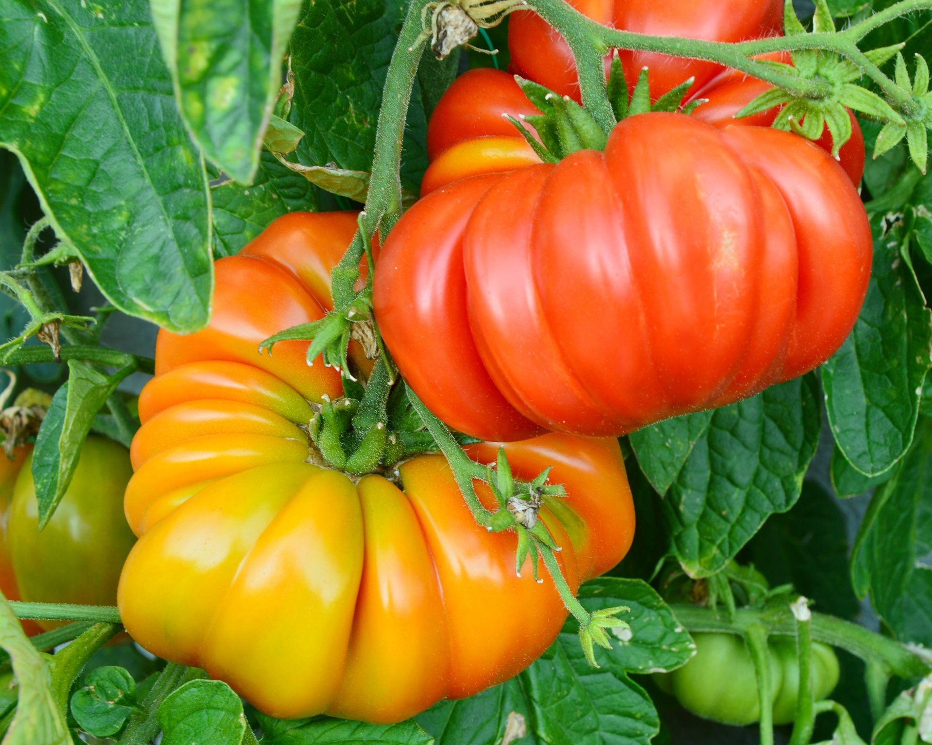 Large, uniquely shaped 'Brandywine' heirloom tomatoes showing late-stage ripening color while still attached to the vine