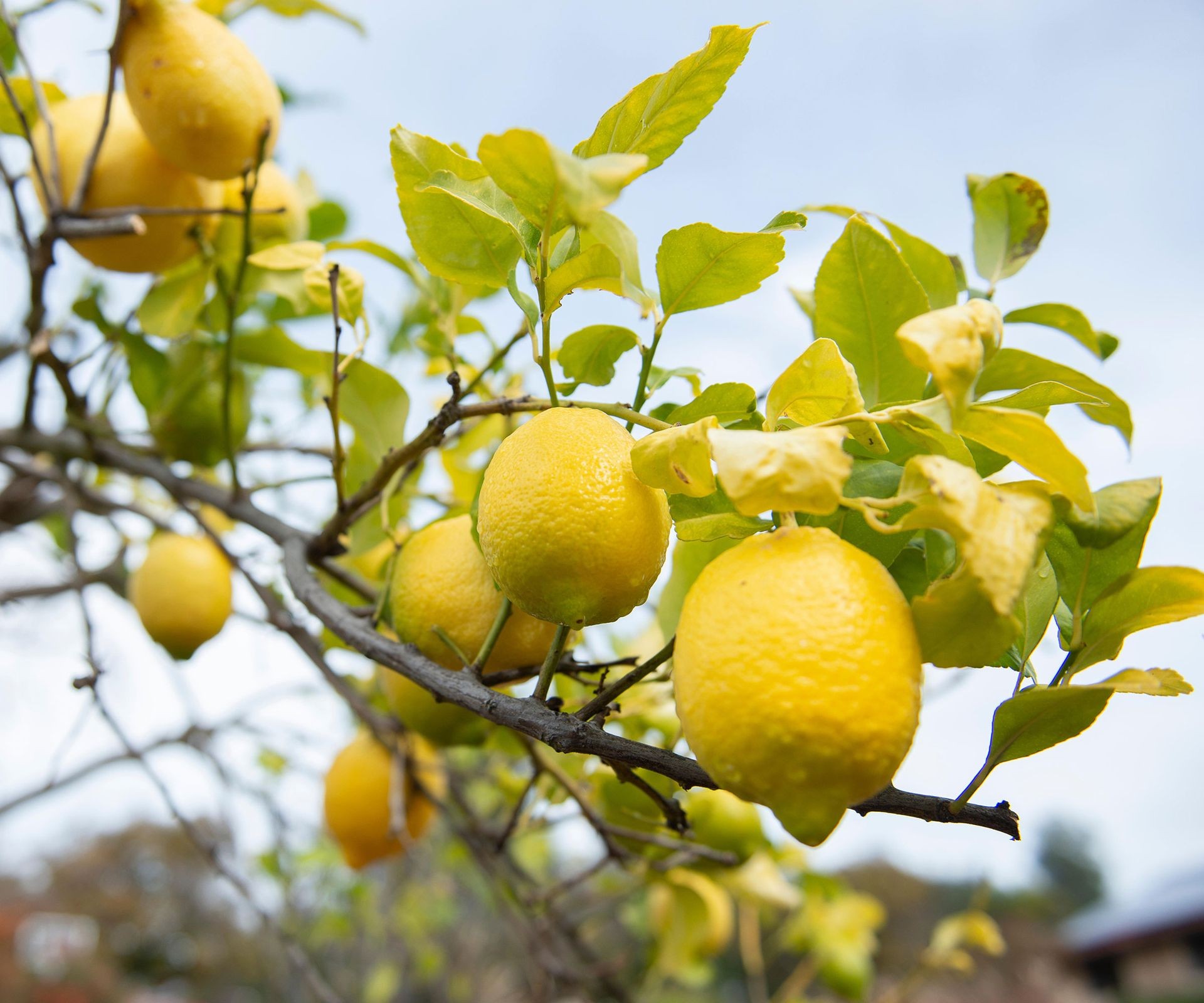 Lemon tree foliage showing signs of nutrient deficiency or potential disease, with yellowing leaves evident.