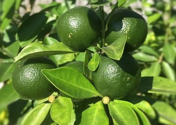 Lemon tree in a pot laden with ripe yellow lemons