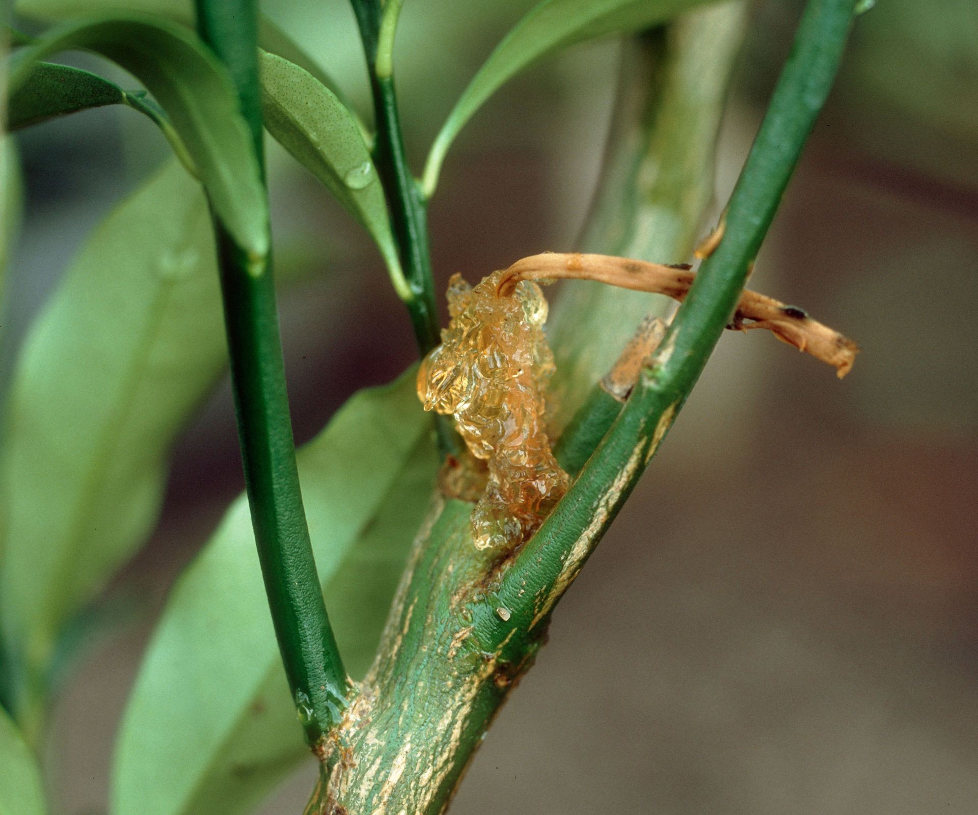 Lemon tree trunk exhibiting symptoms characteristic of Phytophthora gummosis, showing sap oozing and bark discoloration.