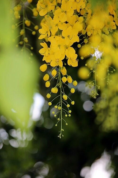 Long, hanging clusters of bright yellow flowers covering a Golden Shower tree, a dazzling sight.
