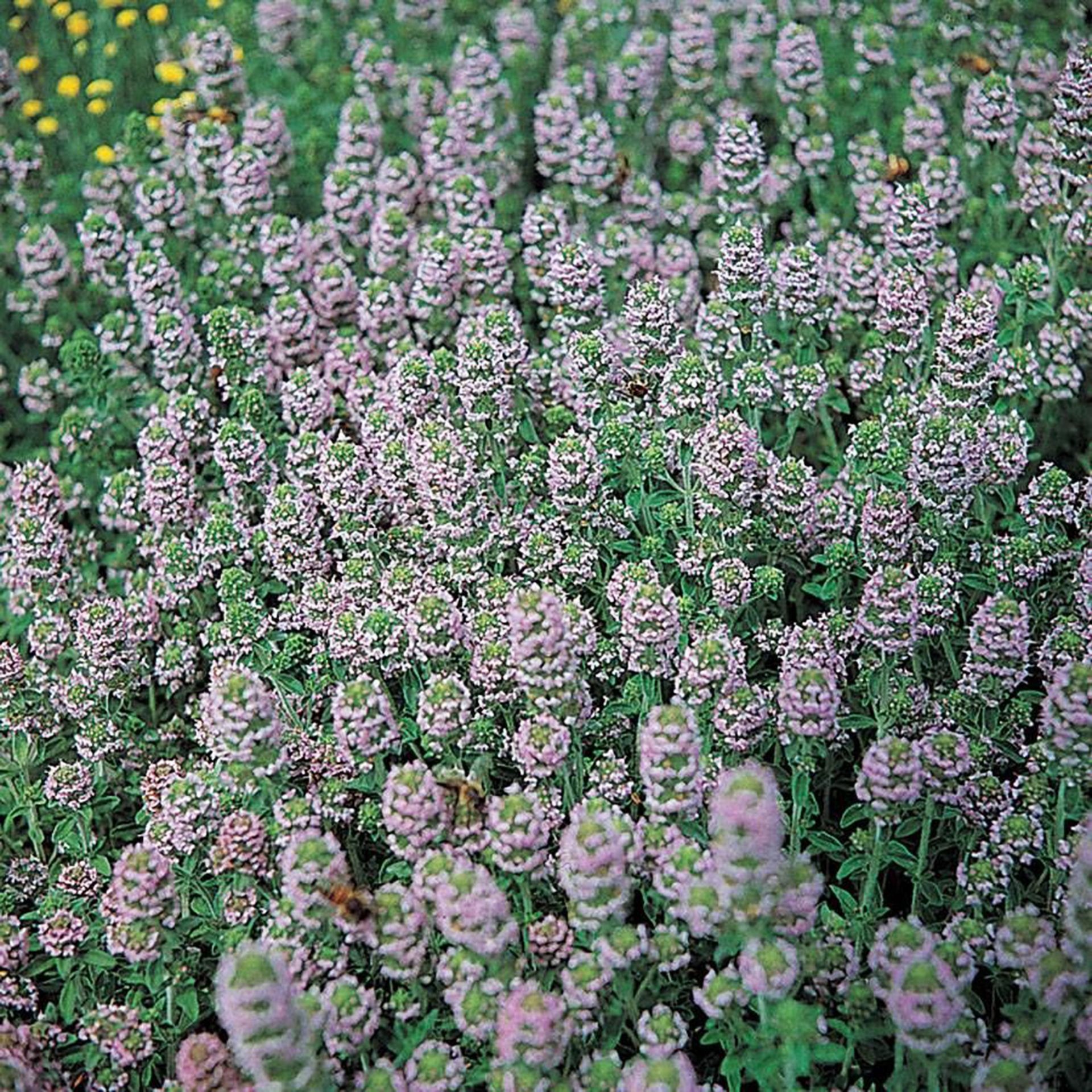Low-growing English organic thyme plants in a sunny garden spot.