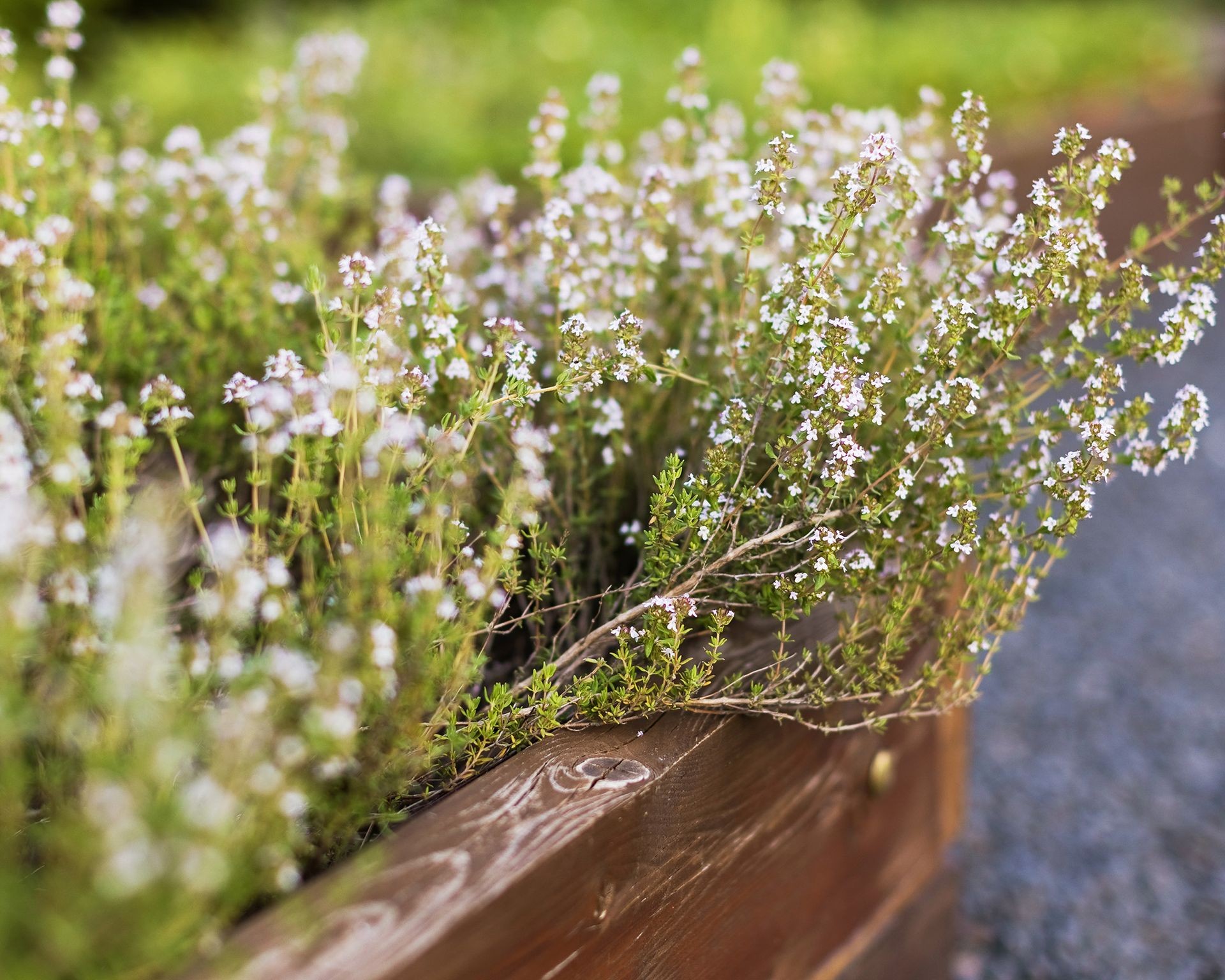Low-growing flowering thyme providing ground cover and attracting beneficial insects near tomato plants.