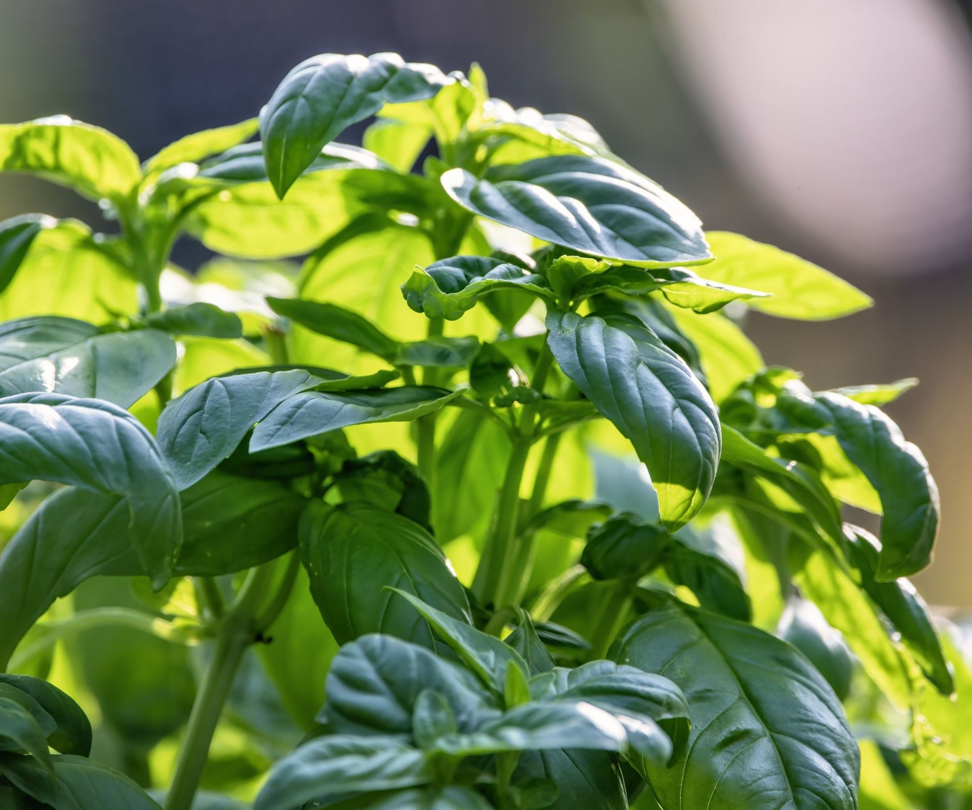 Lush green basil plants growing healthily in a sunny garden bed, ideal for companion planting with tomatoes.