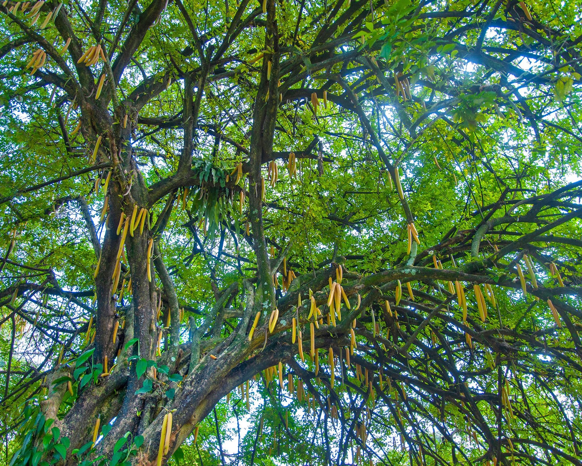 Lush green canopy of a mature moringa tree reaching towards the sun