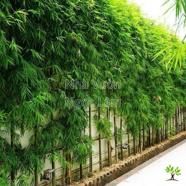 Lush green fronds of a Bamboo Palm plant suitable for balconies, symbolizing peace