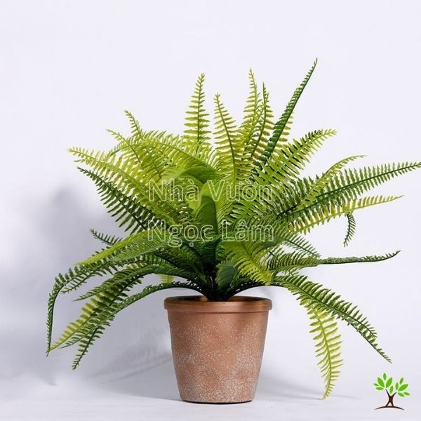 Lush green fronds of a potted Fern, an effective air filtering plant for balconies