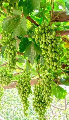 Lush green grape bunches hanging from a healthy grapevine