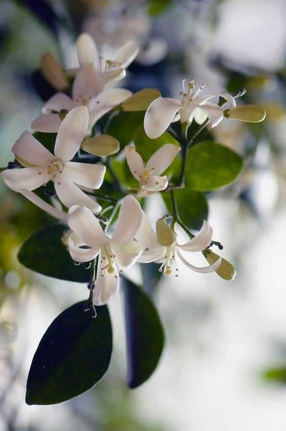 Lush green leaves and delicate white flowers of a Night Blooming Jasmine plant, often used for hedges