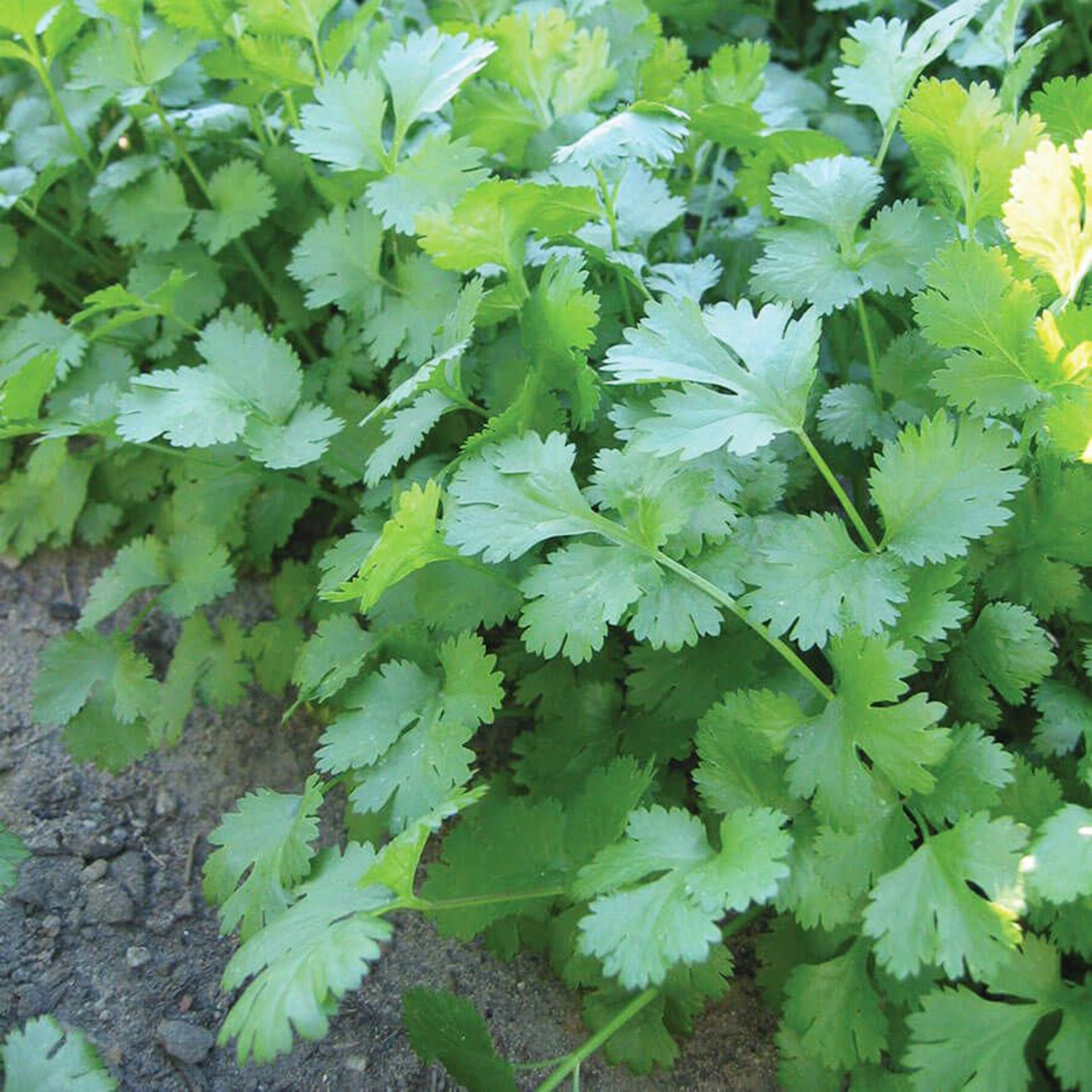 Lush green leaves of organic cilantro growing for a fall harvest.
