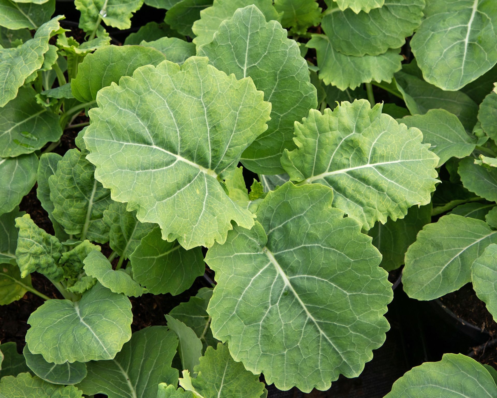 Lush green leaves of perennial kale growing in a large container, perfect for a patio edible garden.