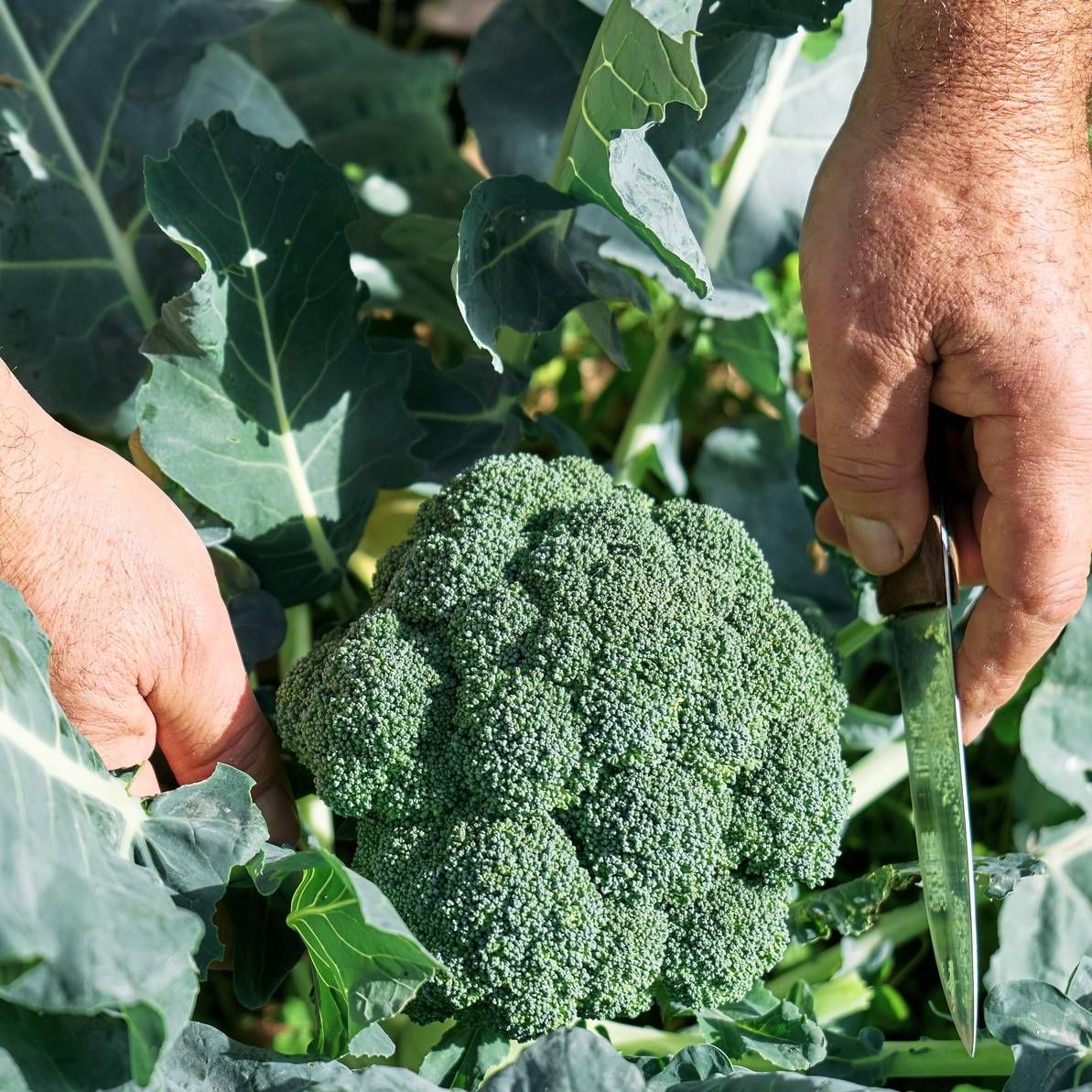 Man cuts broccoli head from plant with knife