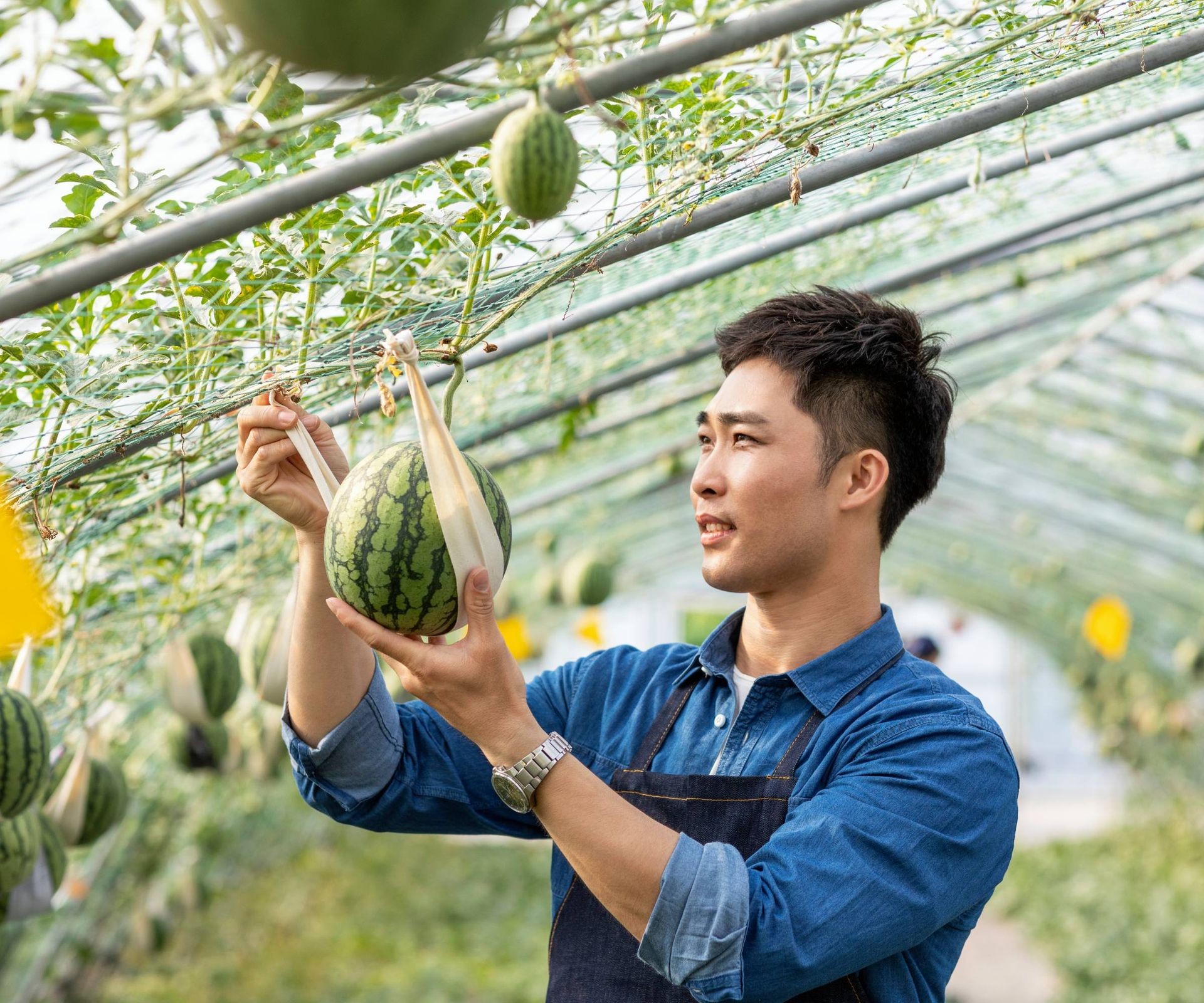 Man examines small watermelon growing vertically on a vine supported by a trellis