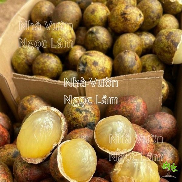 Matoa fruit