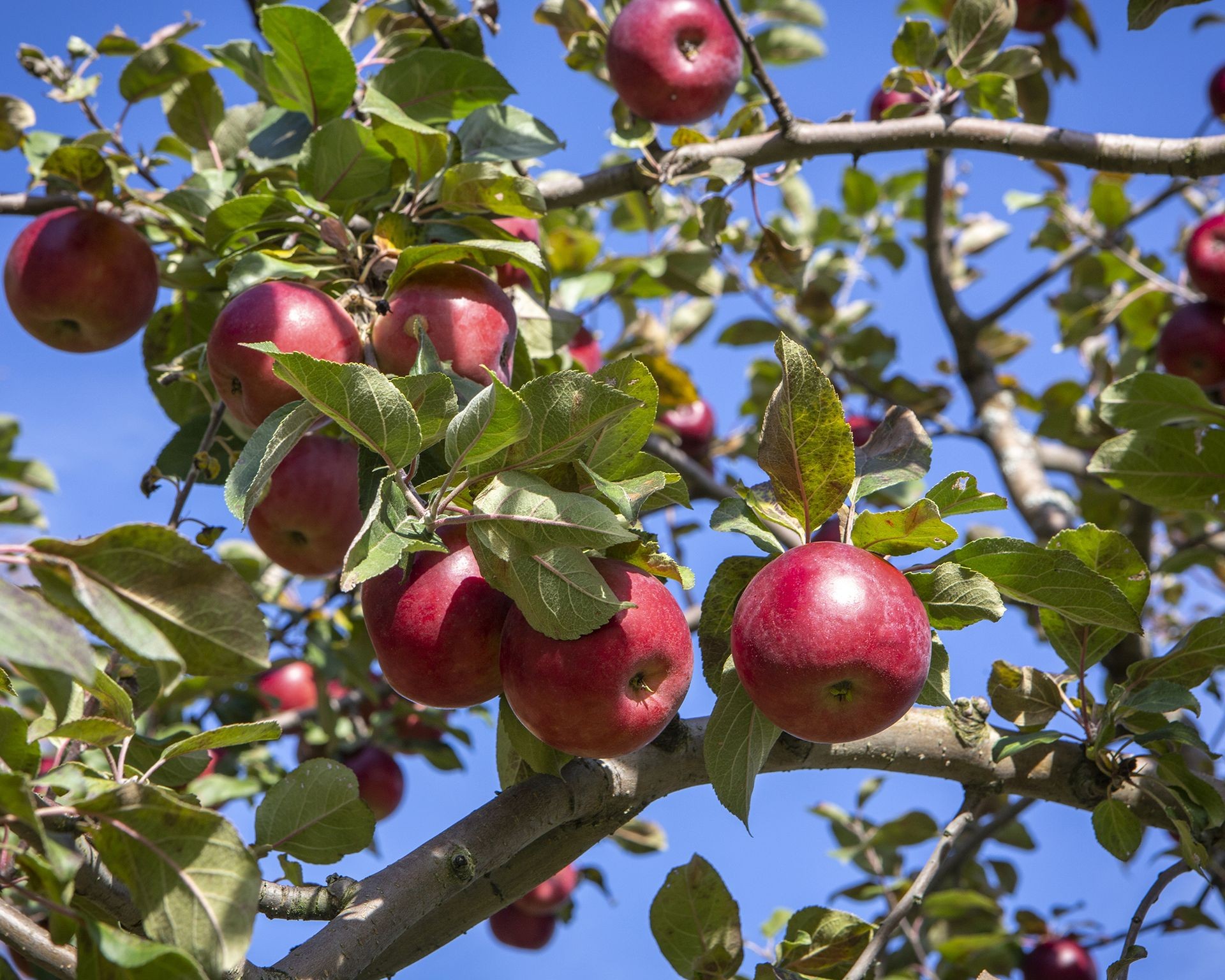 Mature apple tree branches heavy with ripe red apples