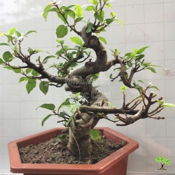 Mature ornamental fig tree bonsai with intricate root system displayed in a traditional pot.