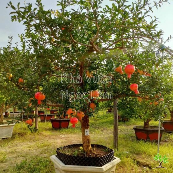 Mature Pomegranate tree laden with fruit