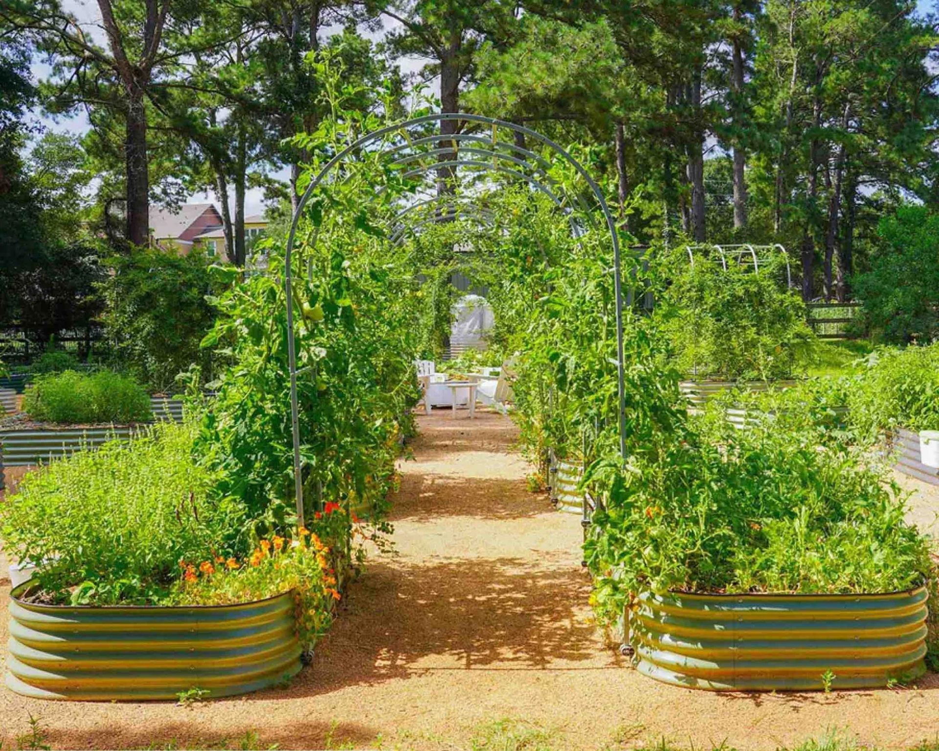 Metal raised garden beds complemented by an elegant arched trellis walkway, ideal for growing vining fruits or vegetables overhead.