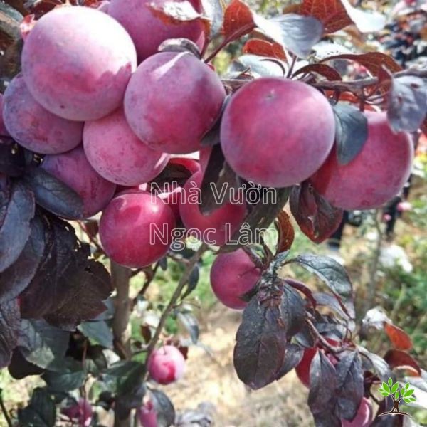 Mexican Purple Plum fruit