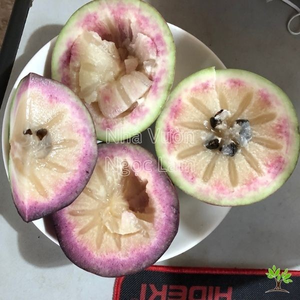 Mica Star Apple fruit