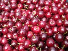Morello cherries, perfect for culinary uses