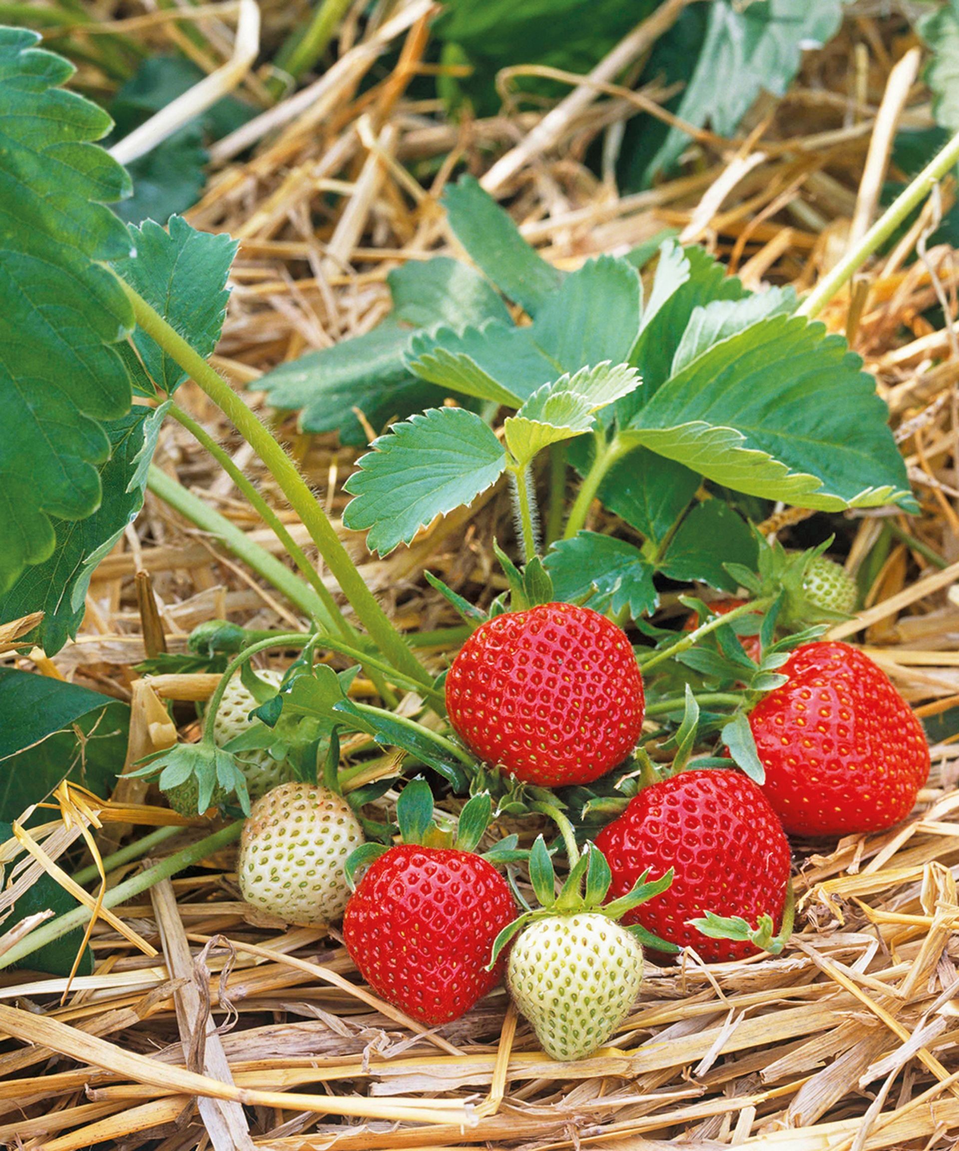 Mulching around young strawberry plants with a layer of straw