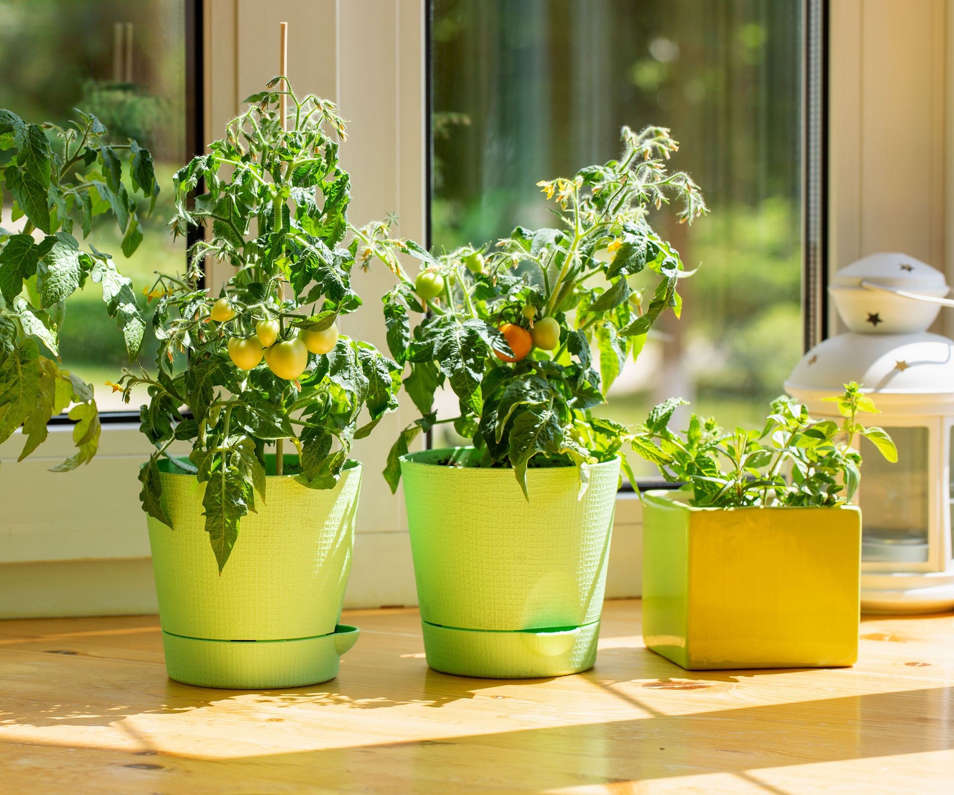 Multiple tomato plants growing in pots on a sunny windowsill indoors.