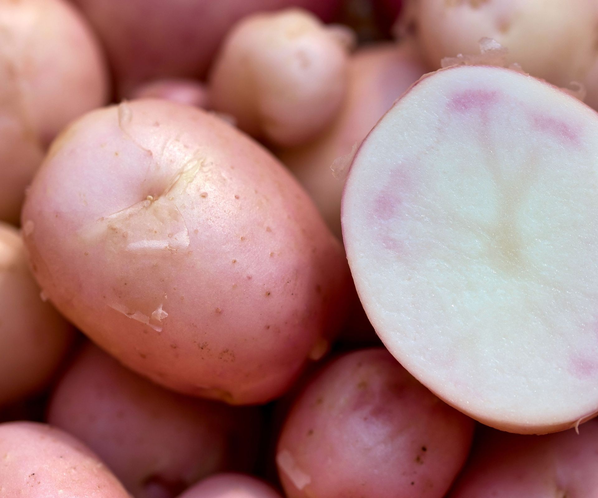 Newly harvested and sliced Early Rose heirloom potatoes showing red skin and white flesh