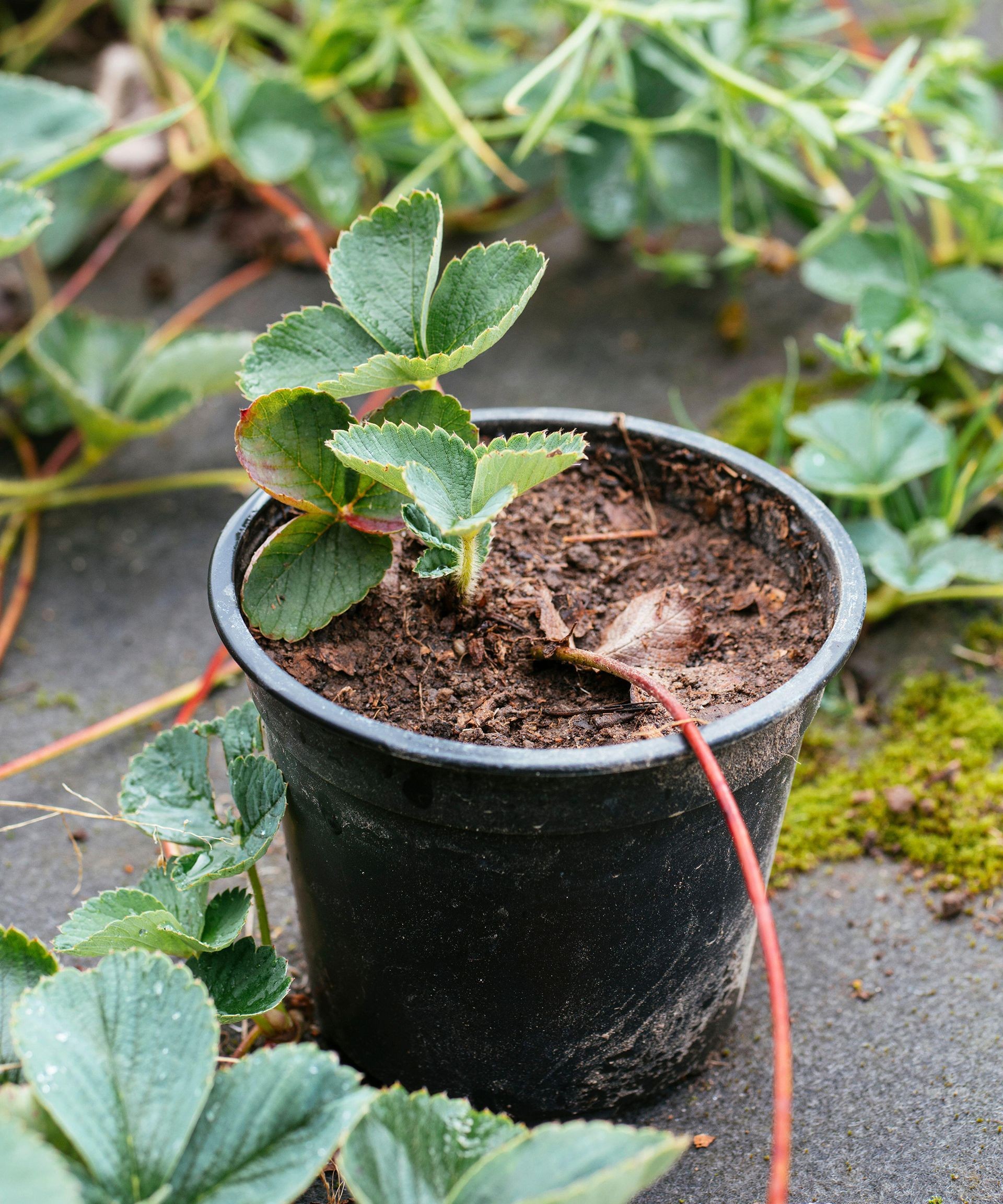 Newly planted strawberry runners establishing themselves in pots