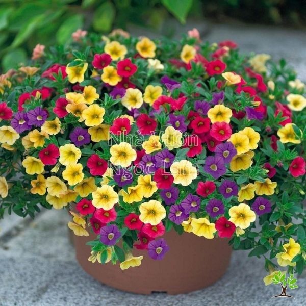 Numerous colorful Million Bells flowers in a hanging basket