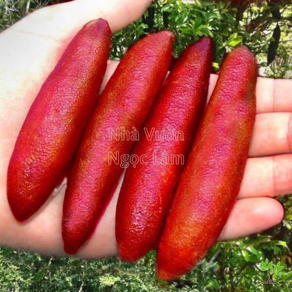 Opened Finger Lime fruit showing translucent juice vesicles resembling caviar