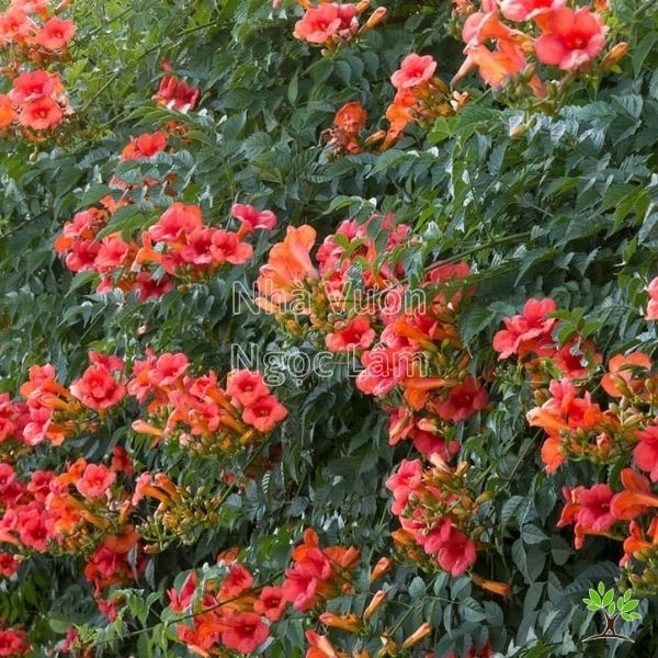 Orange Trumpet Vine flowers hanging in clusters