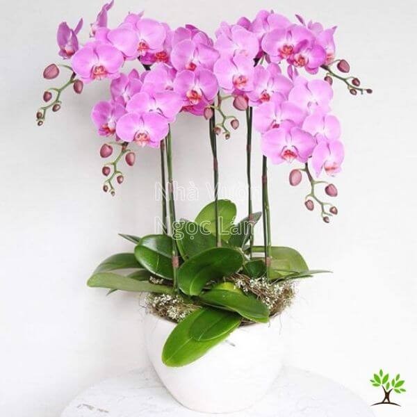 Orchid expert examining the roots of a Phalaenopsis orchid plant
