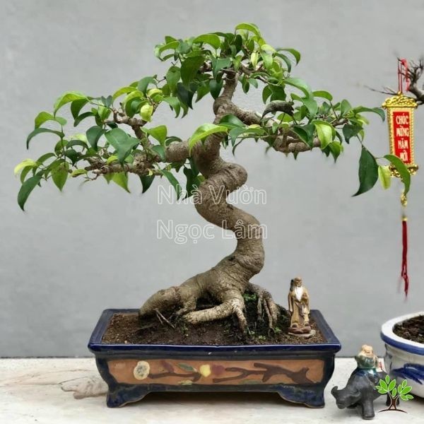 Ornately shaped fig tree bonsai with exposed root system in a pot.