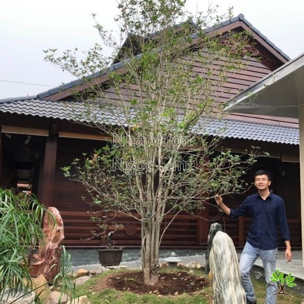 Osmanthus tree with fragrant white flowers