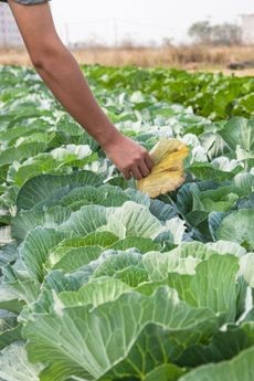 Outer leaves being removed from a cabbage plant.