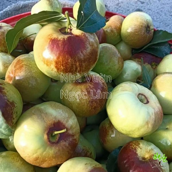 Panzao Jujube fruit