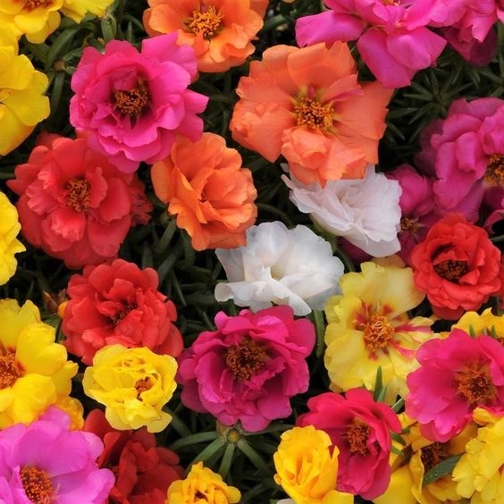 Patch of colorful moss rose flowers blooming in shades of pink, red, and yellow